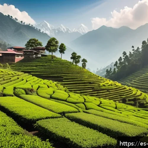 Home 17 네팔의 주요 경제활동 차 재배와 무역 - A vibrant tea plantation scene in the mountainous region of Nepal, showing rows of lush green tea bu...